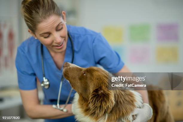 vet giving a dog a checkup - animal hospital stock pictures, royalty-free photos & images