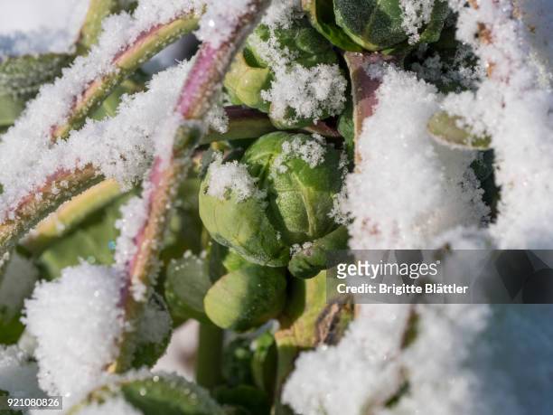 snow on brussels sprout - brigitte blättler stock pictures, royalty-free photos & images