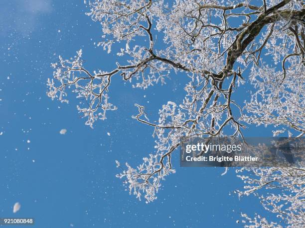 snow falling down from tree - blue winter tree stockfoto's en -beelden