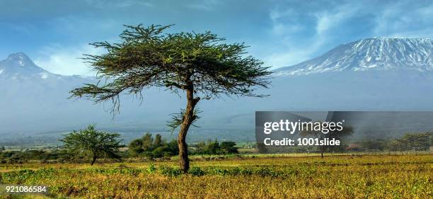 mt mawenzi en kilimanjaro met acacia tree - mt kilimanjaro stockfoto's en -beelden