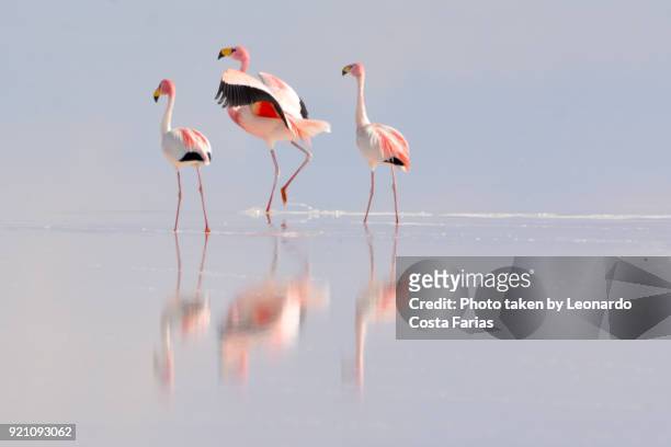 wild flamingos at salar de uyuni - bolivia stock-fotos und bilder