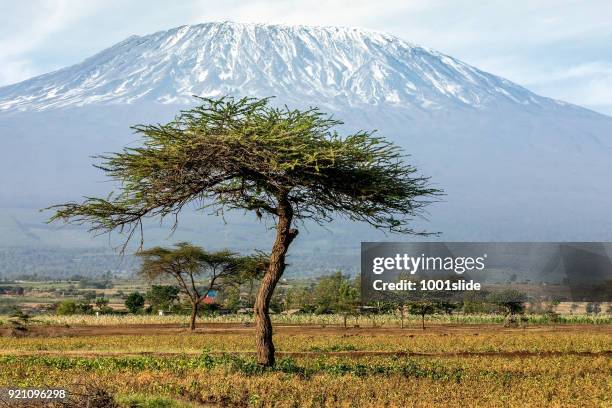 mount kilimanjaro med acacia och lilla fågel - tanzania bildbanksfoton och bilder