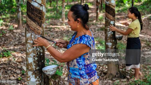 laotiska kvinna samla en latex från ett gummiträd i norra laos - gummiträd bildbanksfoton och bilder