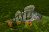 Live perch fish isolated on natural green background
