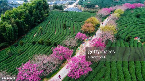 Longyan Cold Spring 7,699 Longyan Stock Photos, High-Res Pictures, and Images - Getty Images