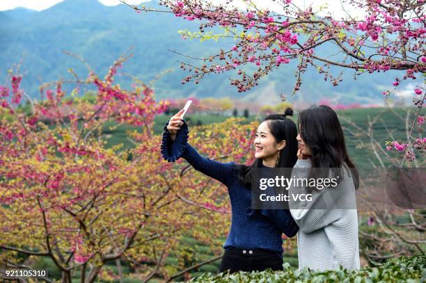 Longyan Cold Spring Tourists take selfies under the blossoming cherry trees at a tea ...