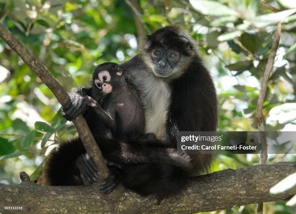 Spider Monkey with babay