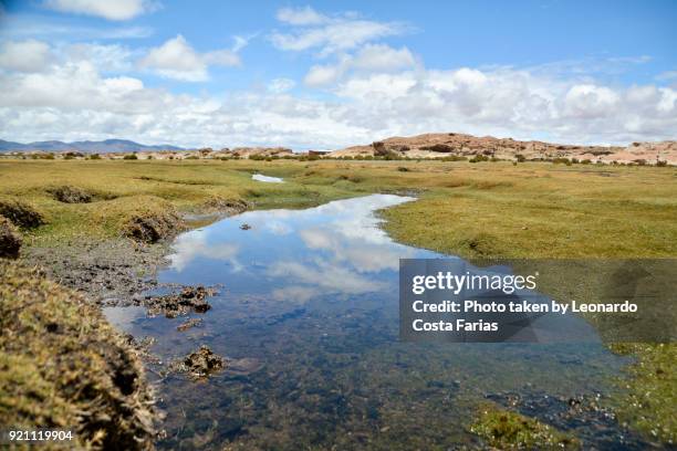 wild life at bolivia - leonardo costa farias bildbanksfoton och bilder