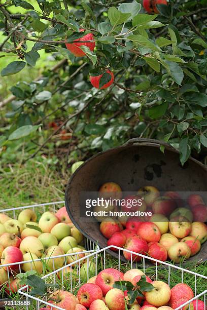 apple harvest - high fibre diet stock pictures, royalty-free photos & images