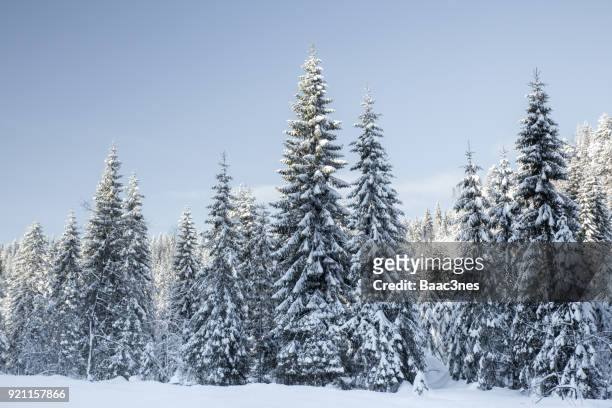 spruce trees covered in snow - drammen, norway - christmas tree close up stock pictures, royalty-free photos & images