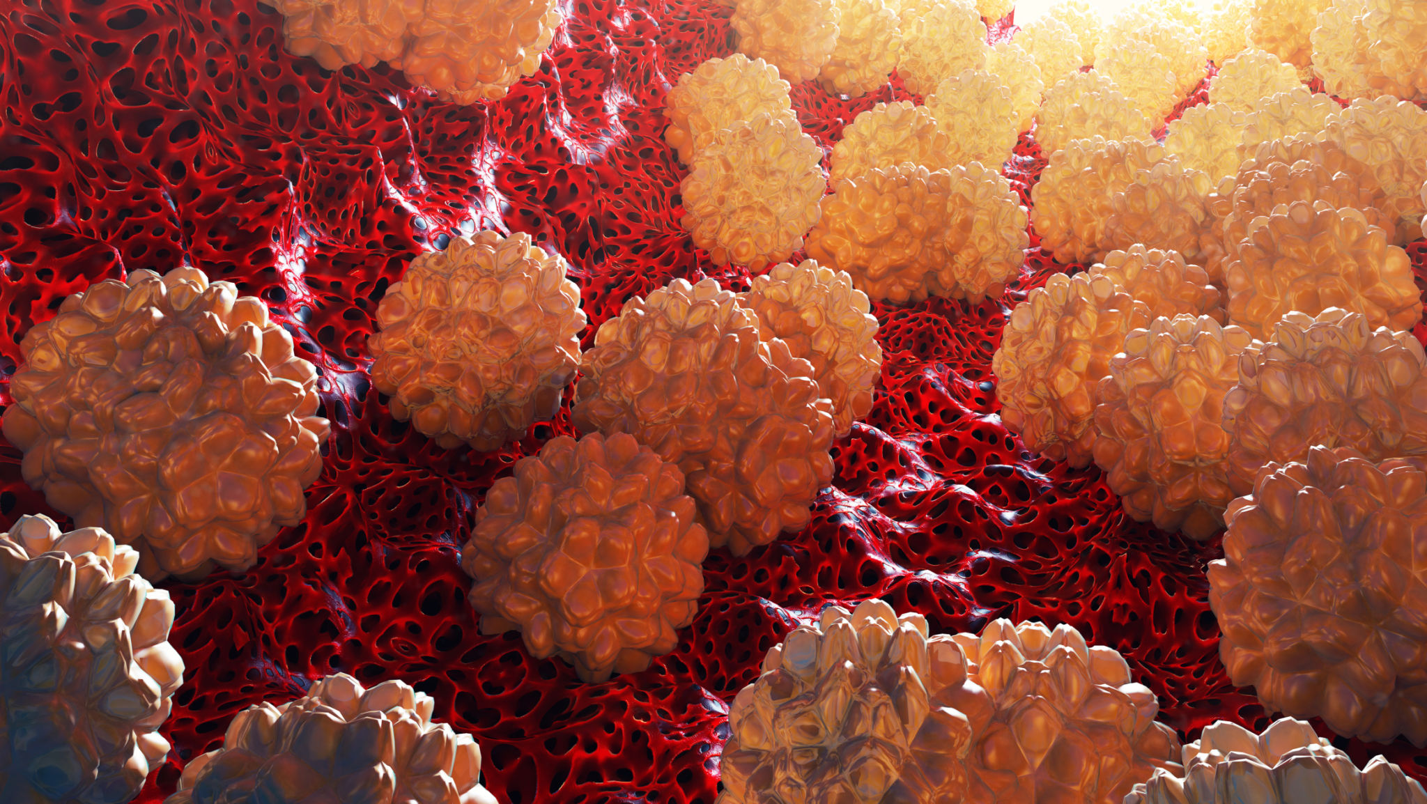 cholesterol molecules