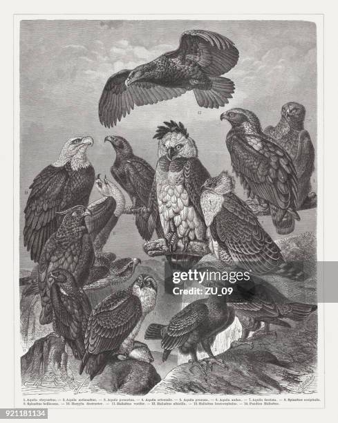 eagles, wood engraving, published in 1897 - steppe eagle stock illustrations