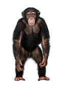 Young Chimpanzee standing up like a human