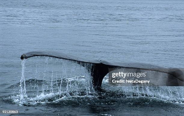 humpback whale tail - megalodiscus peratus stock pictures, royalty-free photos & images