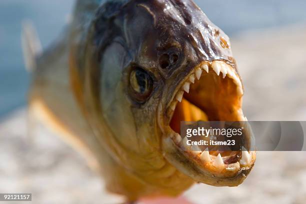 animals - piranha - caribe stock pictures, royalty-free photos & images