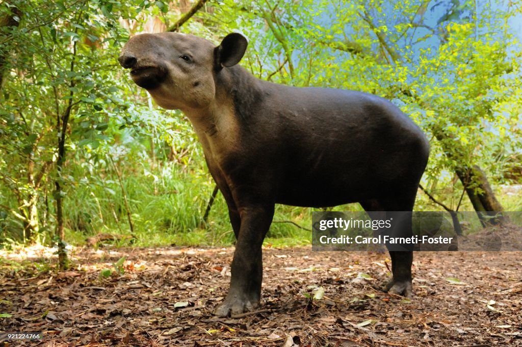 Central American Tapir