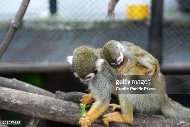 Wolf's Mona Monkey from Africa eating vegetables while carrying chili at Jatim 2 Secret Zoo in Batu, East of Java Province in Indonesia. During Lunar...