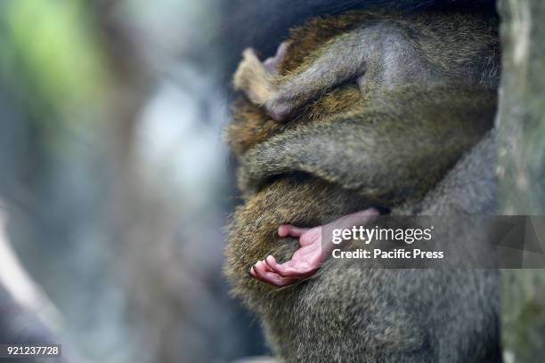 Hand of baby Wolf's Mona Monkey from Africa carried by his mother at Jatim 2 Secret Zoo in Batu, East of Java Province in Indonesia. During Lunar...