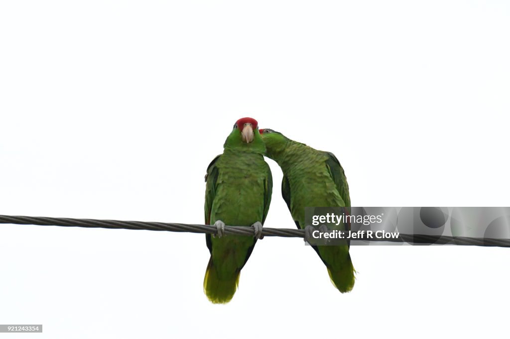 Wild Red Crowned Parrots