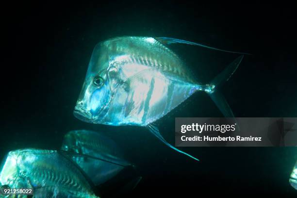 Little Lookdown Fish 77 Lookdown Fish Stock Photos, High-Res Pictures, and Images - Getty Images