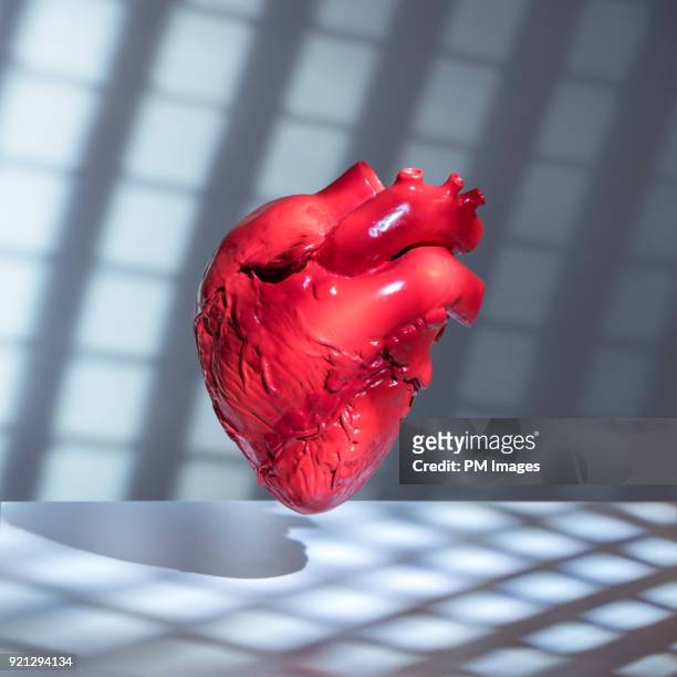 human heart model - human heart fotografías e imágenes de stock