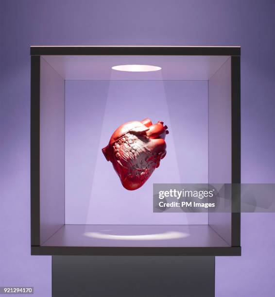 human heart model in box - transplant surgery stock pictures, royalty-free photos & images