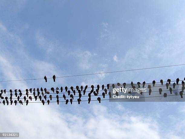pigeons - cable-de-acero fotografías e imágenes de stock