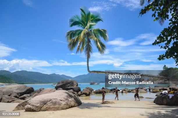 palm tree hangs over aventureiro beach on ilha grande. - radicella stock pictures, royalty-free photos & images