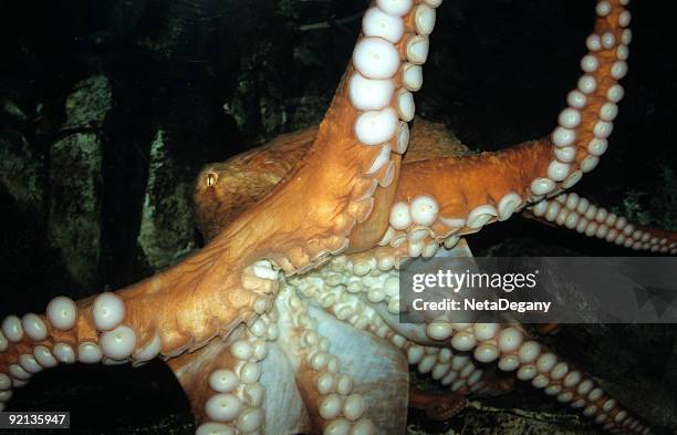 huge magnificent octopus - animal arm stock pictures, royalty-free photos & images