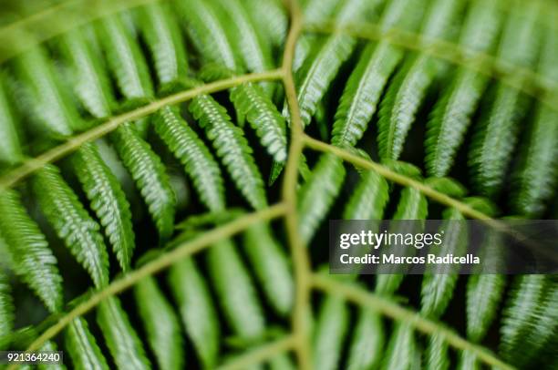 leaf in brasil tropical forest - radicella stock pictures, royalty-free photos & images