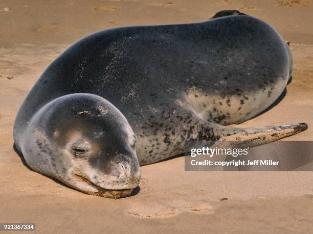 leopard seal (hydrurga leptonyx) on seven mile beach, hobart, tasmania. - ヒョウアザラシ ストックフォトと画像