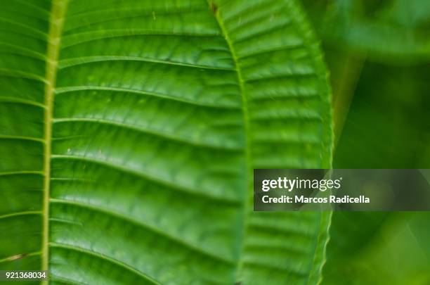 leaf in brasil tropical forest - radicella stock pictures, royalty-free photos & images