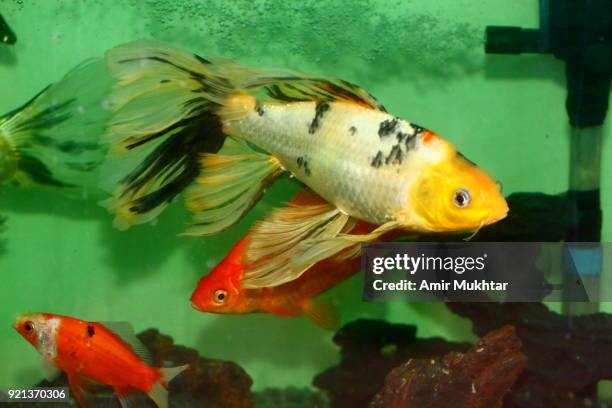 65 Dirty Fish Tank Stock Photos, High-Res Pictures, and Images - Getty ...