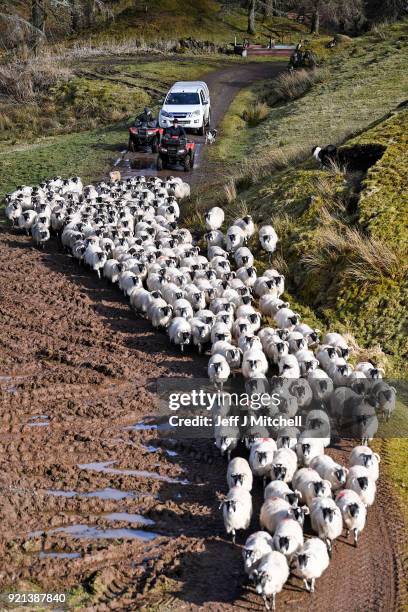 Angus MacFadyen and his sons Colin and Allan work with their sheep on Bragleenmore farm in Scammadale Glen on February 20, 2018 in Oband,Scotland....