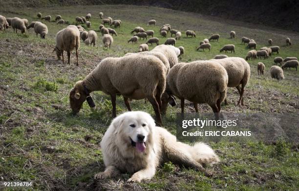 Patou the dog guards a flock of sheep grazing in a prairie near Fanjeaux, southern France, on February 16, 2018. / AFP PHOTO / ERIC CABANIS