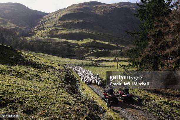 Angus MacFadyen and his sons Colin and Allan work with their sheep on Bragleenmore farm in Scammadale Glen on February 20, 2018 in Oband, Scotland....