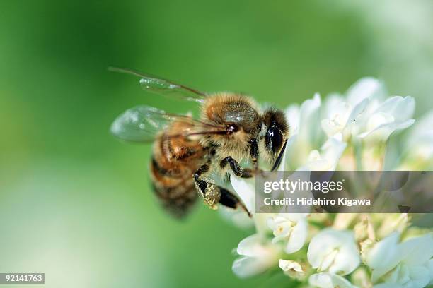 bee on flower - hidehiro kigawa stockfoto's en -beelden