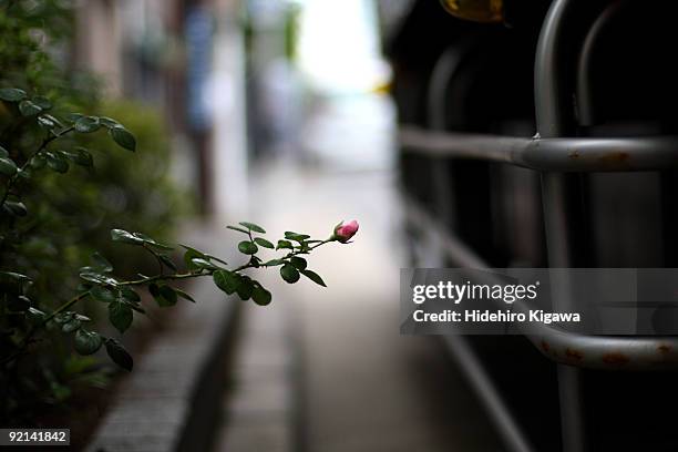 a pink solo flowerbud - hidehiro kigawa stockfoto's en -beelden