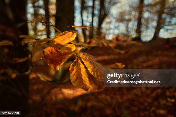 autumn forest in the leaf - edoardogobattoni stock-fotos und bilder