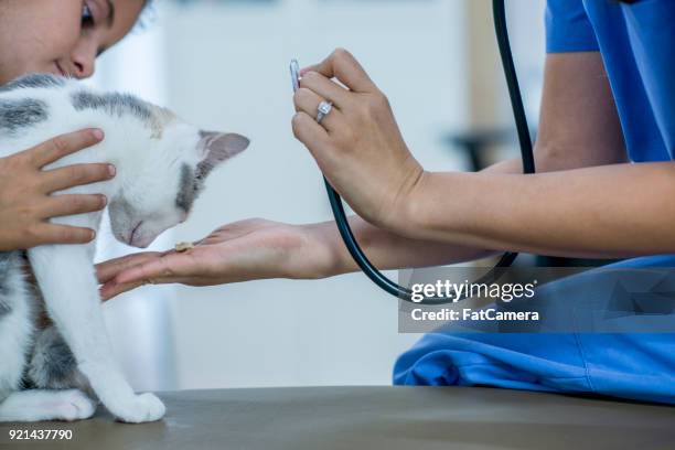 cat at the vet - fat cat stock pictures, royalty-free photos & images