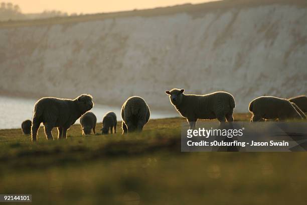 sheep - s0ulsurfing stock pictures, royalty-free photos & images