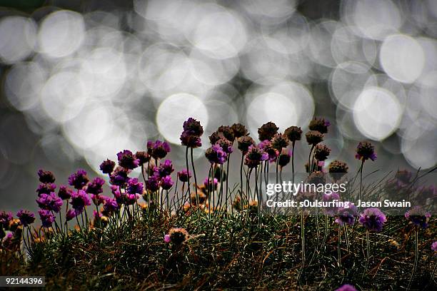 small flowers with white light dots - s0ulsurfing stock-fotos und bilder