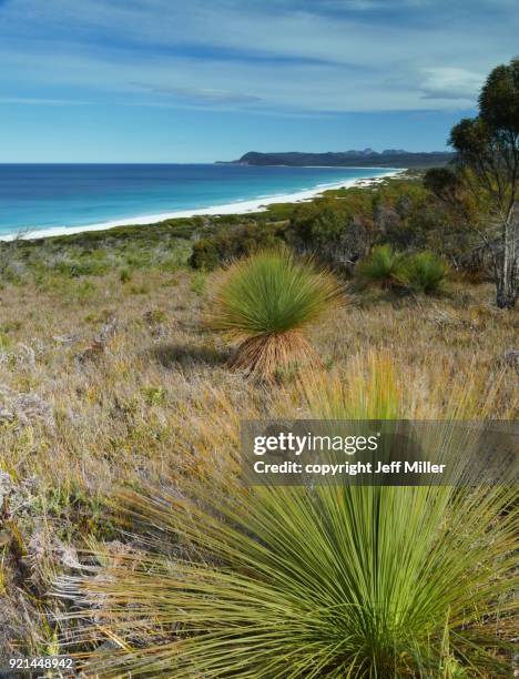 grass trees (xanthorrhoea) at friendly beaches, freycinet national park, tasmania - freycinet stockfoto's en -beelden