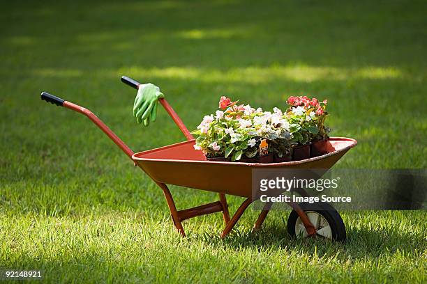 wheelbarrow of plants - carriola foto e immagini stock