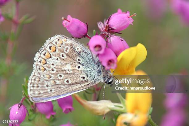 butterfly on flowers - erica cinerea stock pictures, royalty-free photos & images
