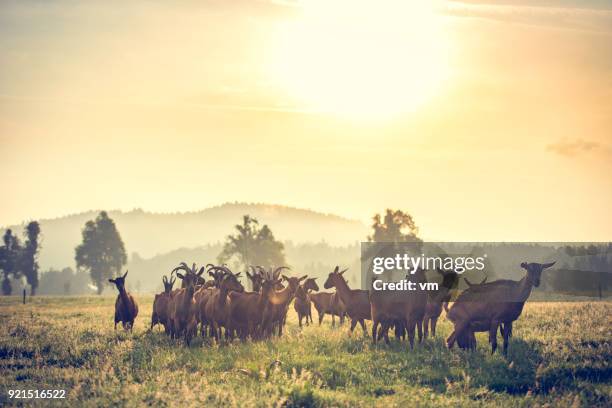 grazende geiten - mountain goat stockfoto's en -beelden