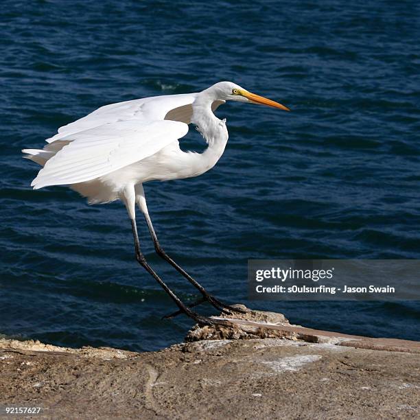 egret taking flight - s0ulsurfing stock-fotos und bilder