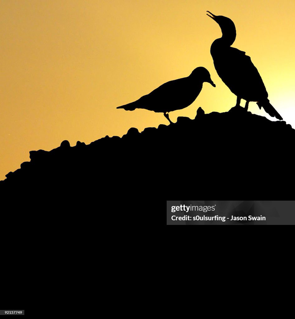 Silhouette bird with sunset