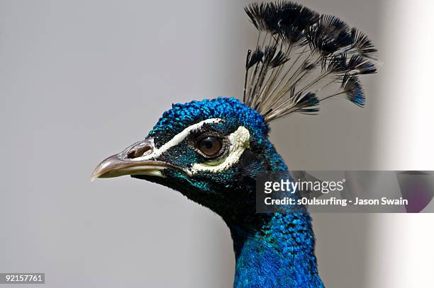 peacock - s0ulsurfing stock pictures, royalty-free photos & images