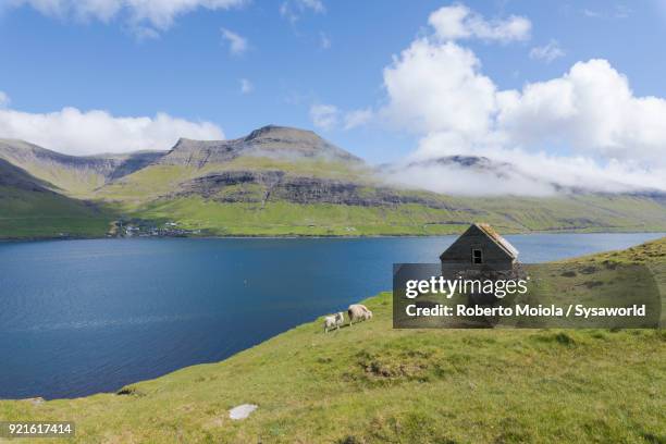 sheep, vagar island, faroe island - cabin scandinavia stock pictures, royalty-free photos & images